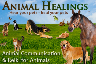 animal healings animal communication & reiki for animals