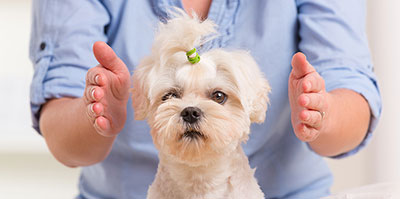 Animal Reiki helps reduce stressed pets