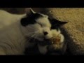 cat loves chipmonk