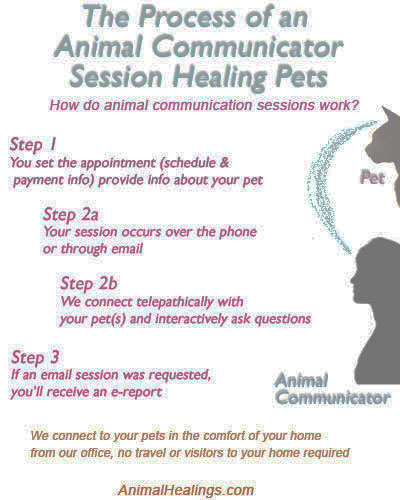 Infographic of process for the animal communication session as outlined in the text