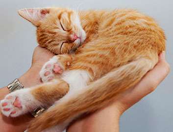Animal Reiki Helps Pets Stressed, Nervous, Injured, Surgical Recovery